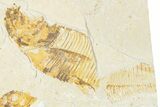 Plate of Two Fossil Fish (Diplomystus & Knightia) - Wyoming #334392-1